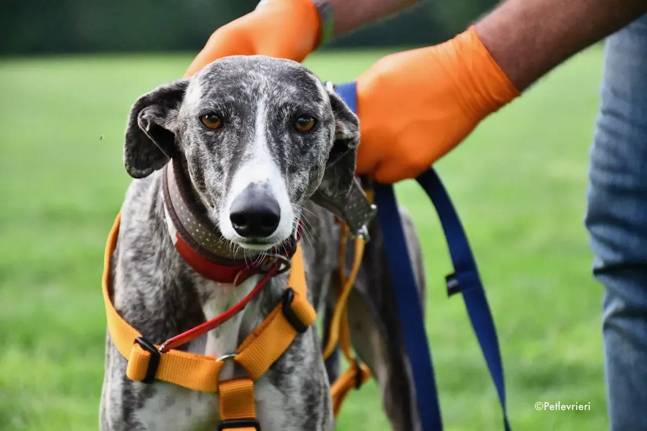 adoption day galgo 23 maggio 2020 30