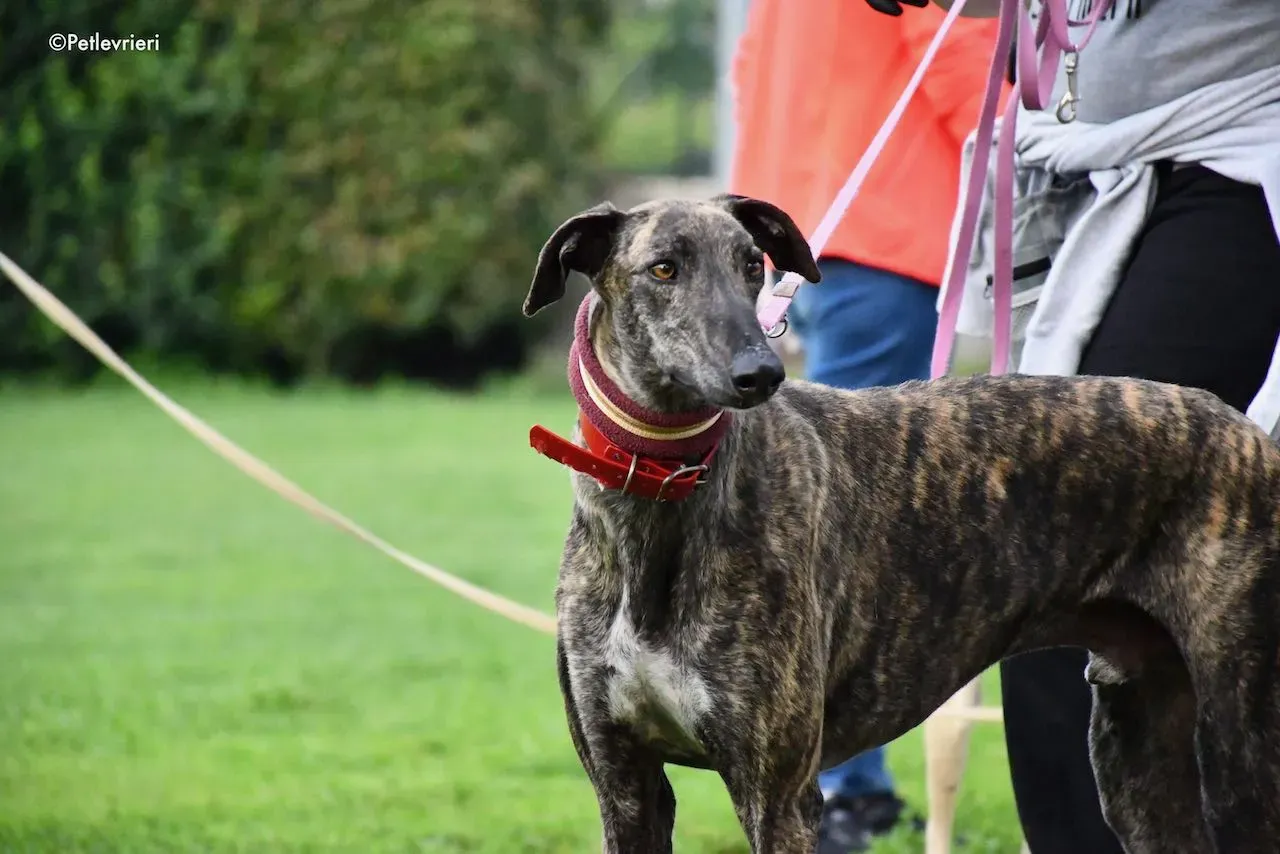 adoption day galgo 23 maggio 2020 32