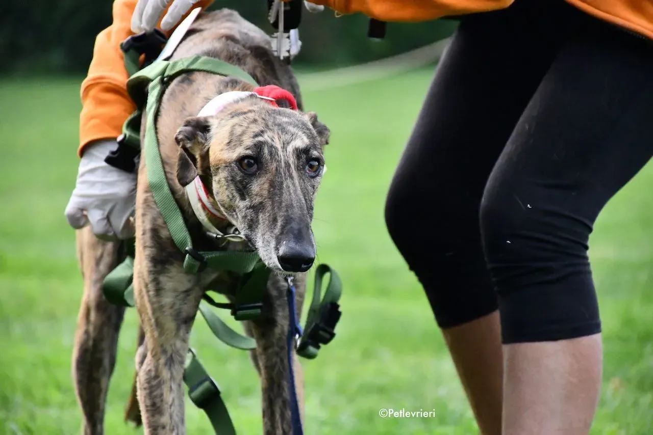 adoption day galgo 23 maggio 2020 33