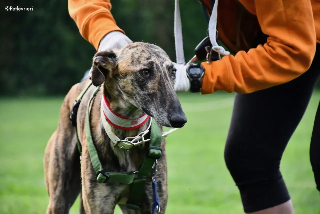 adoption day galgo 23 maggio 2020 35