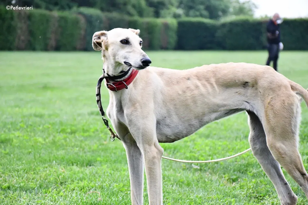 adoption day galgo 23 maggio 2020 36