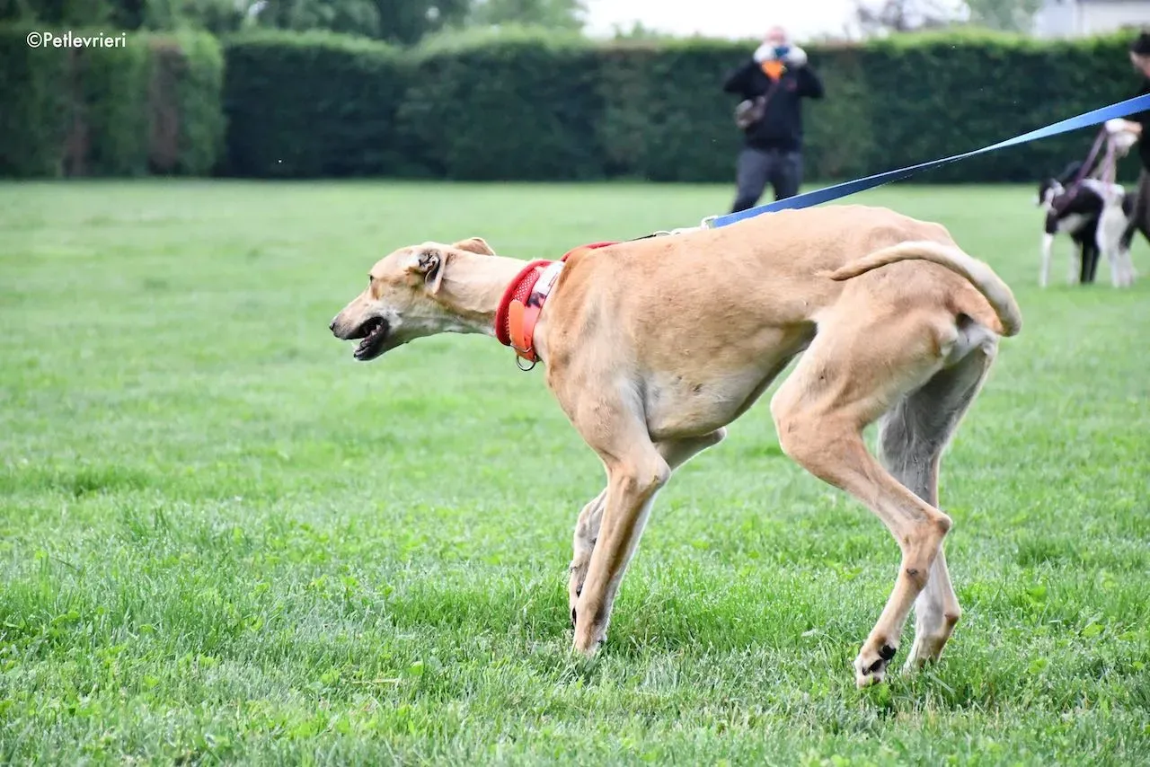 adoption day galgo 23 maggio 2020 37