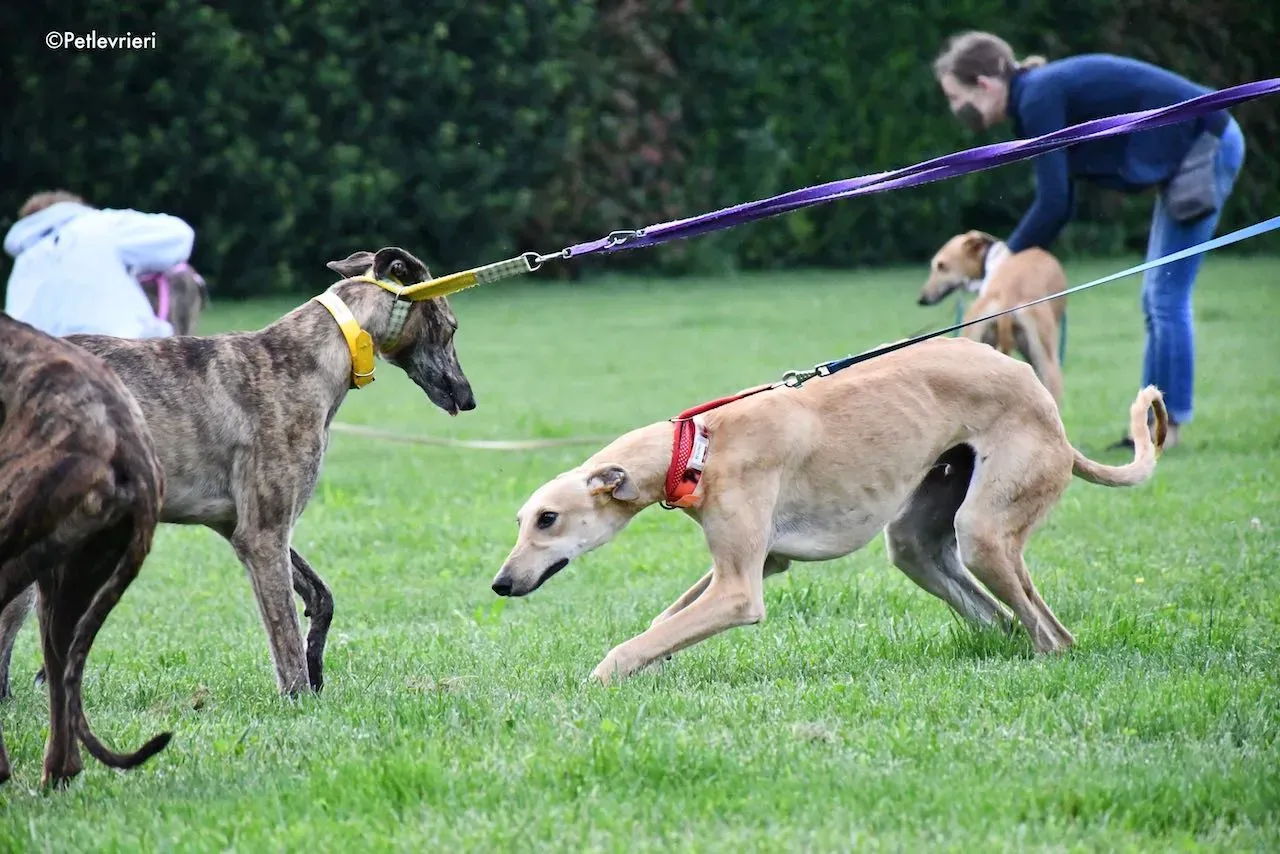 adoption day galgo 23 maggio 2020 38
