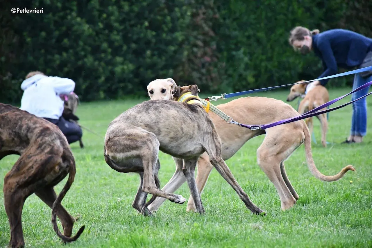 adoption day galgo 23 maggio 2020 39
