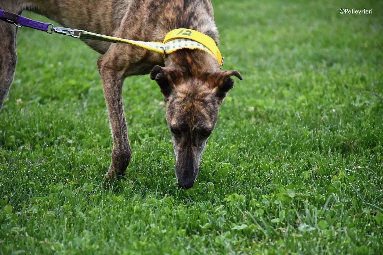 adoption day galgo 23 maggio 2020 4