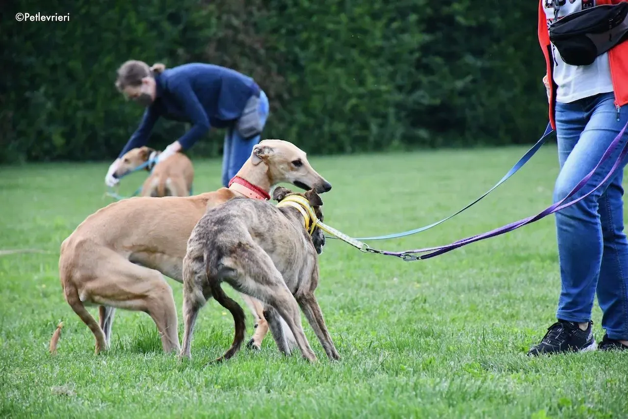 adoption day galgo 23 maggio 2020 40