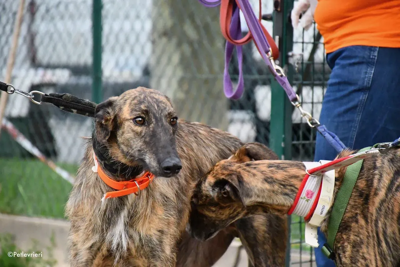 adoption day galgo 23 maggio 2020 42