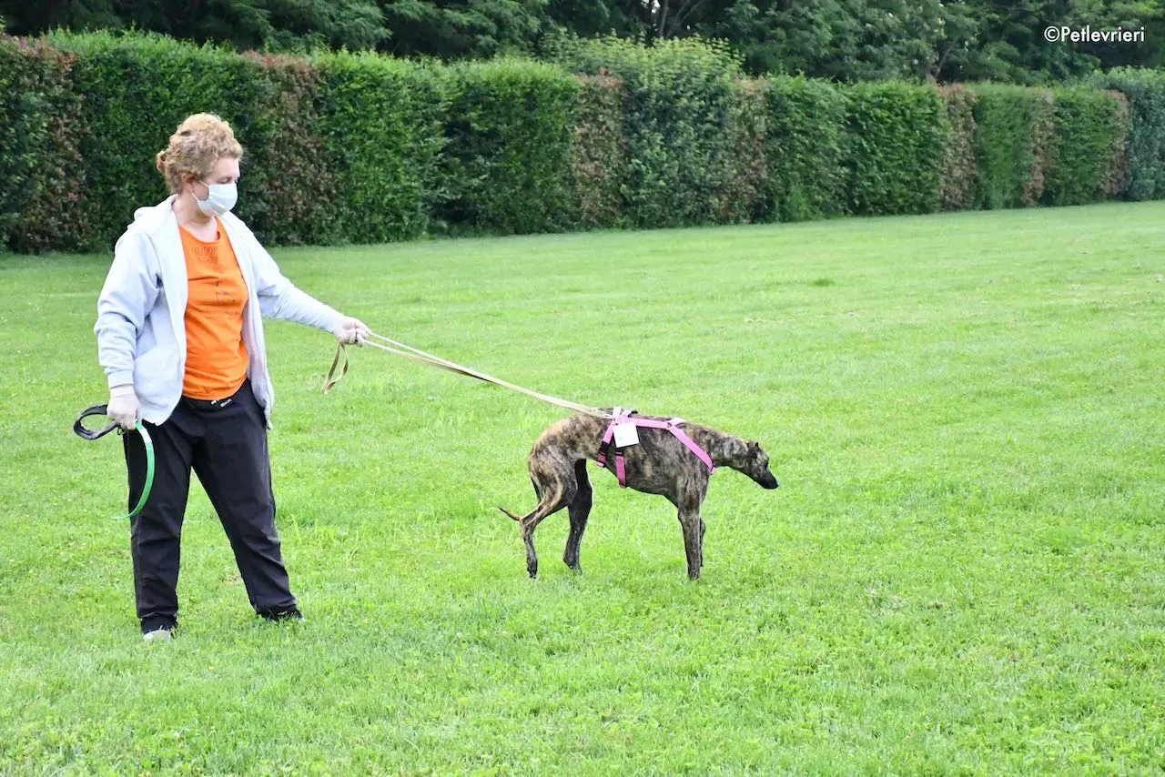 adoption day galgo 23 maggio 2020 44
