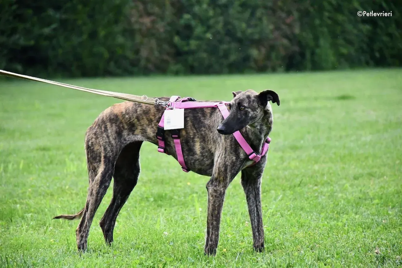 adoption day galgo 23 maggio 2020 45