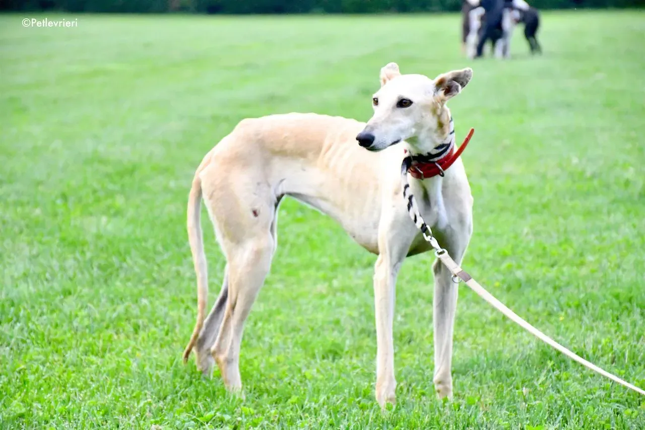 adoption day galgo 23 maggio 2020 46