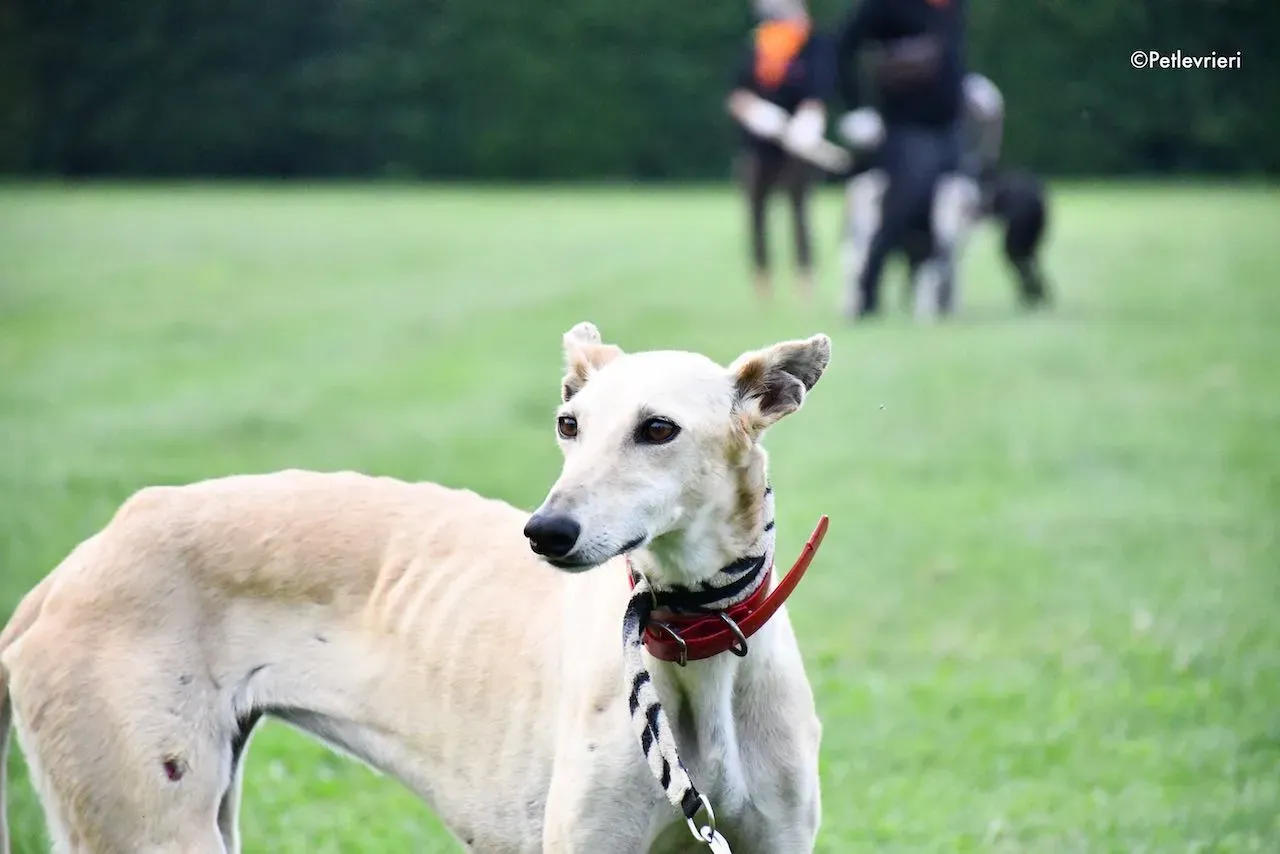 adoption day galgo 23 maggio 2020 47