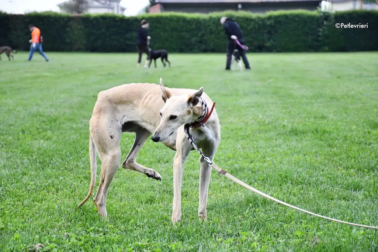 adoption day galgo 23 maggio 2020 48