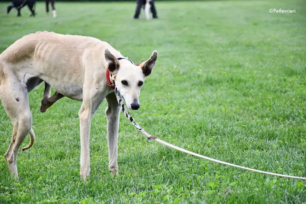 adoption day galgo 23 maggio 2020 49