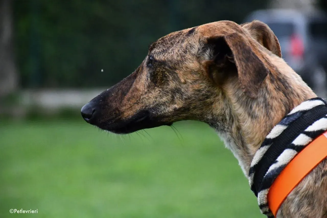 adoption day galgo 23 maggio 2020 5