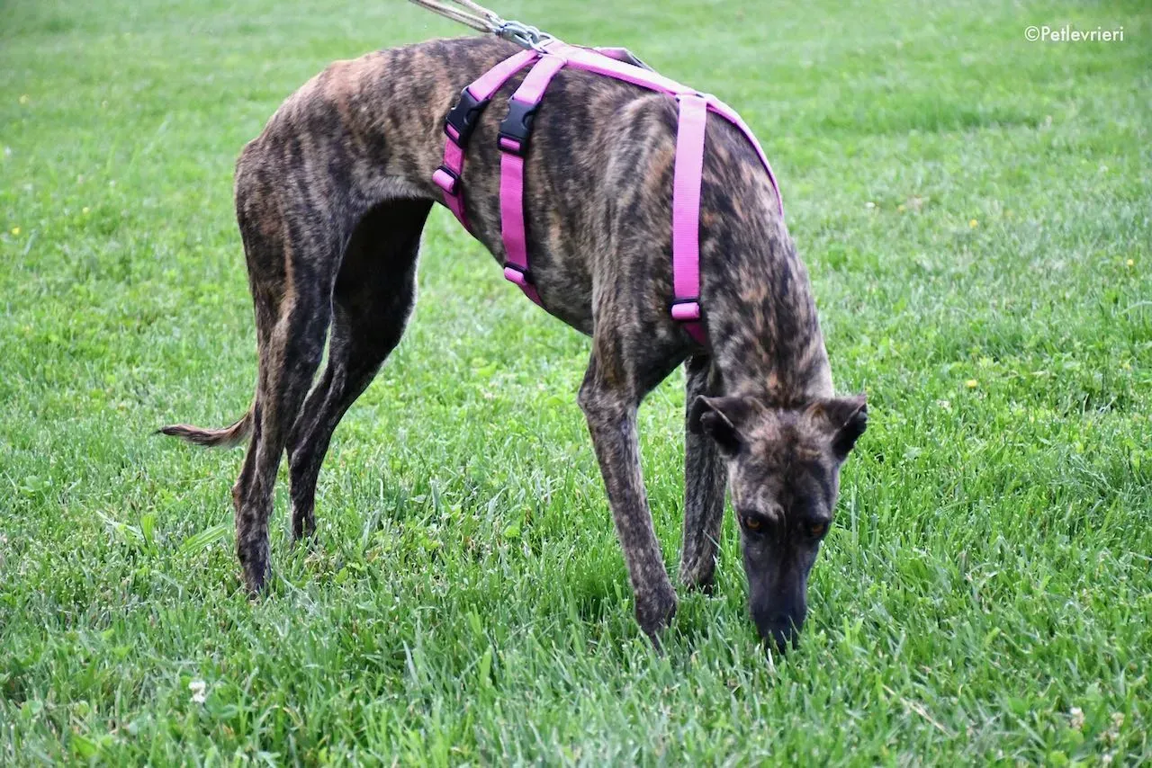 adoption day galgo 23 maggio 2020 50