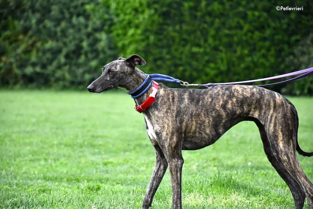 adoption day galgo 23 maggio 2020 51