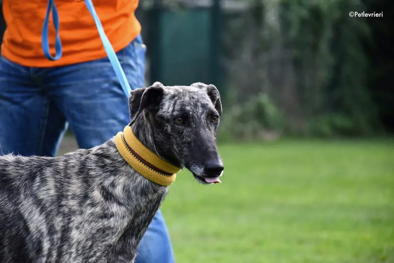 adoption day galgo 23 maggio 2020 53