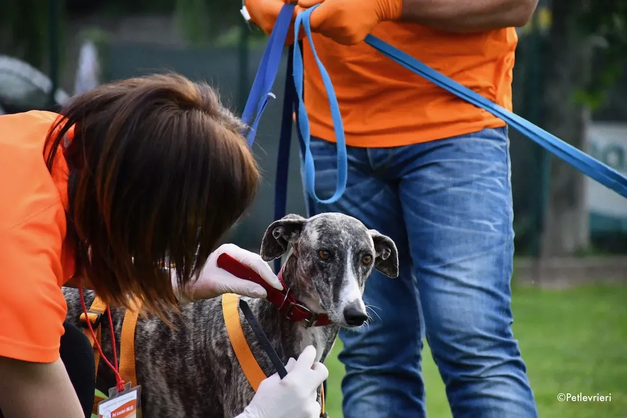 adoption day galgo 23 maggio 2020 54