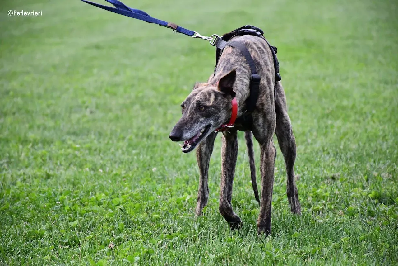 adoption day galgo 23 maggio 2020 55