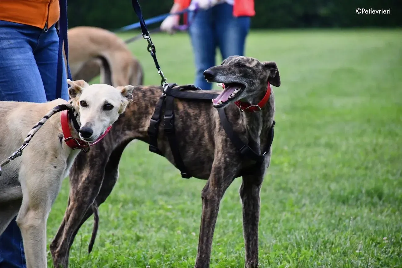 adoption day galgo 23 maggio 2020 56