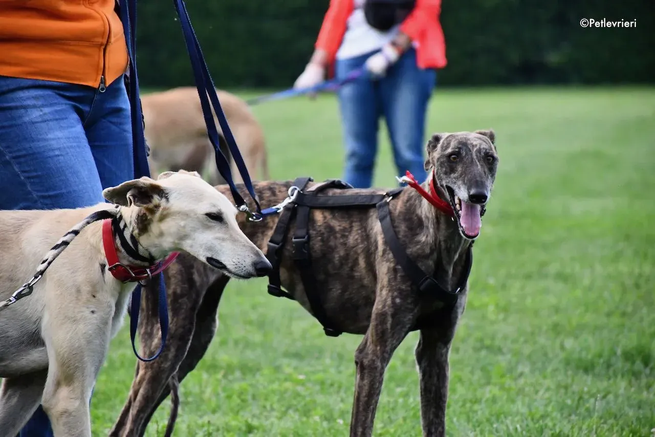 adoption day galgo 23 maggio 2020 57