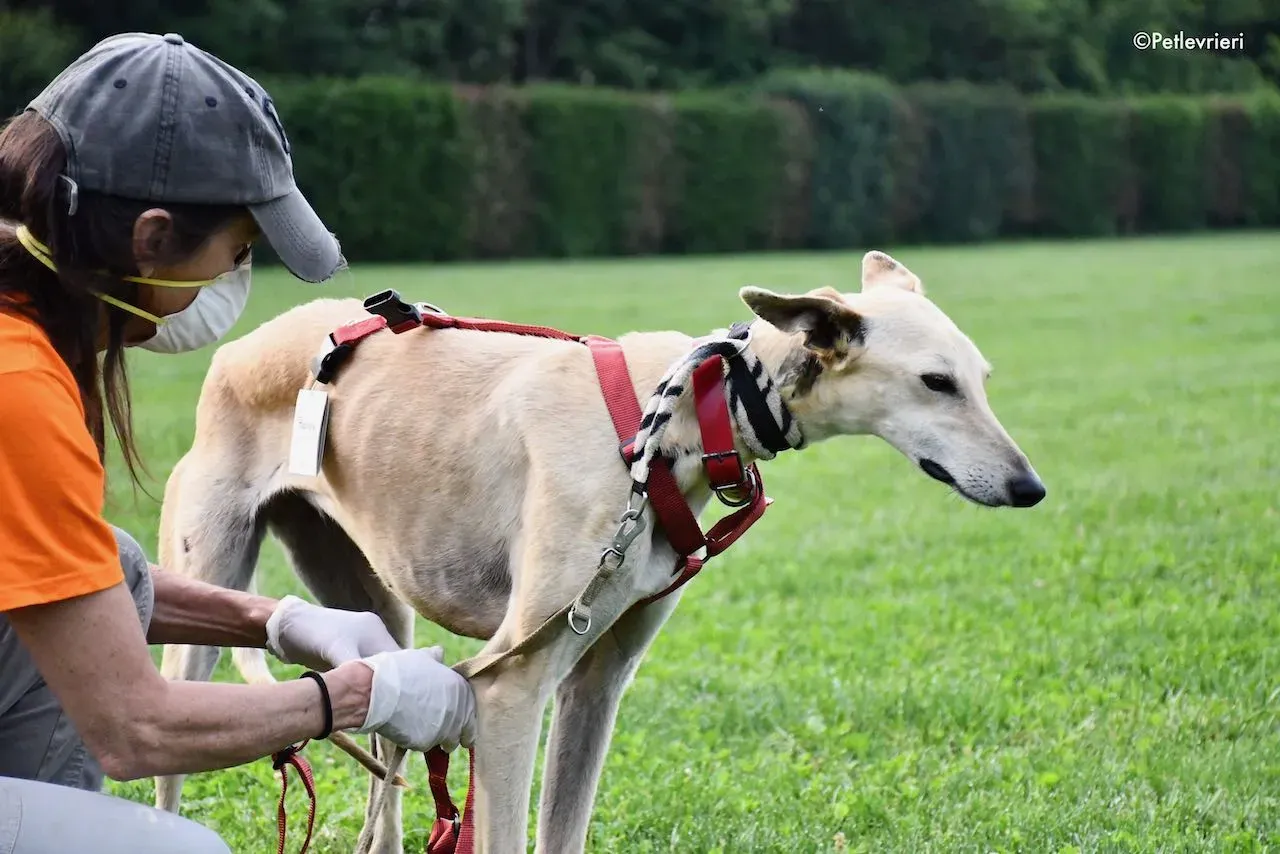 adoption day galgo 23 maggio 2020 58