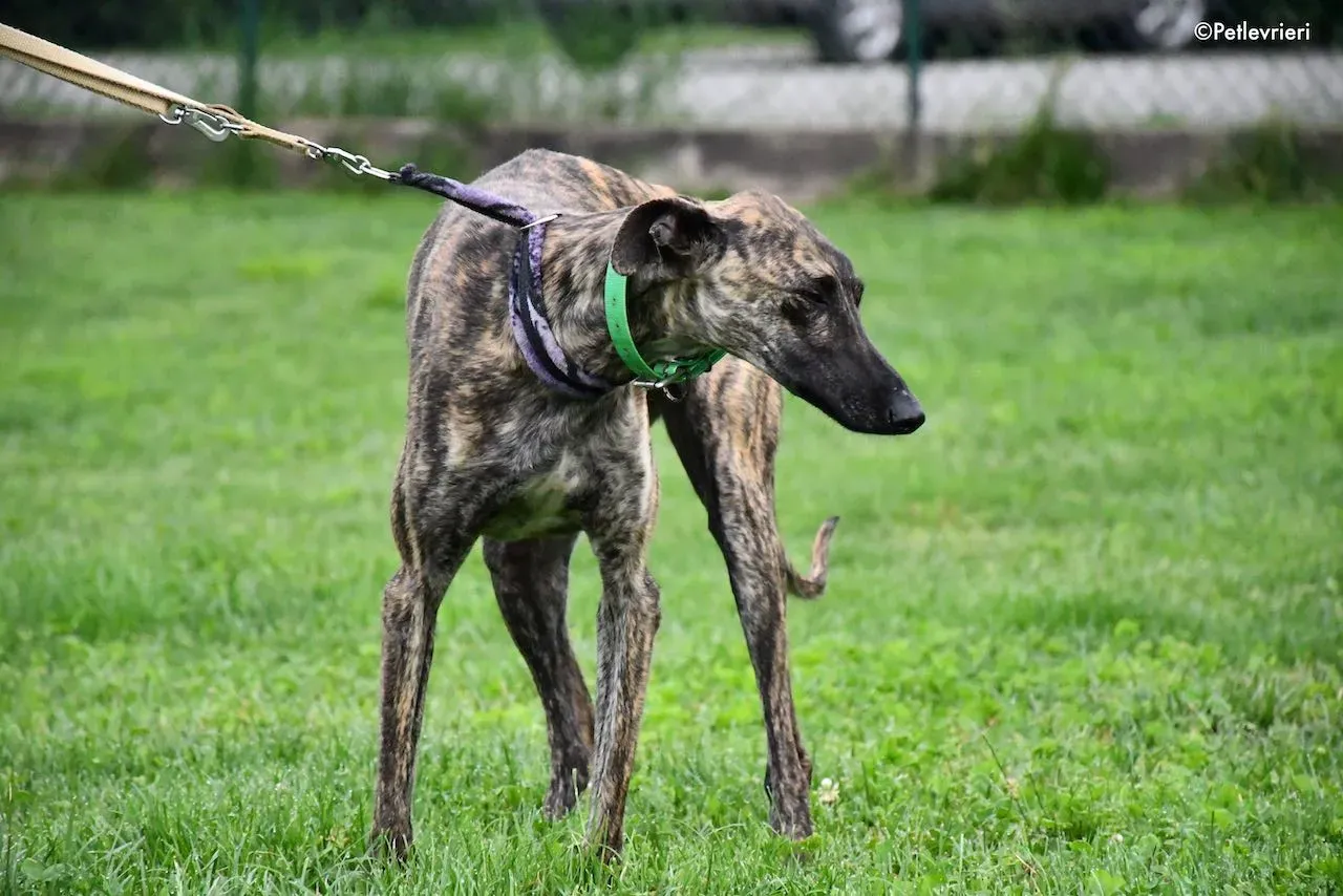 adoption day galgo 23 maggio 2020 6
