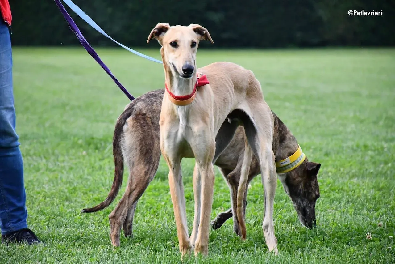 adoption day galgo 23 maggio 2020 60