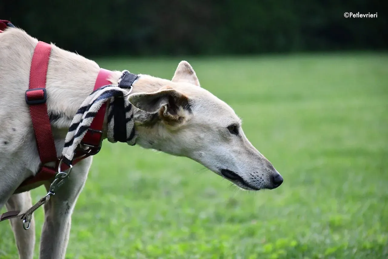 adoption day galgo 23 maggio 2020 61