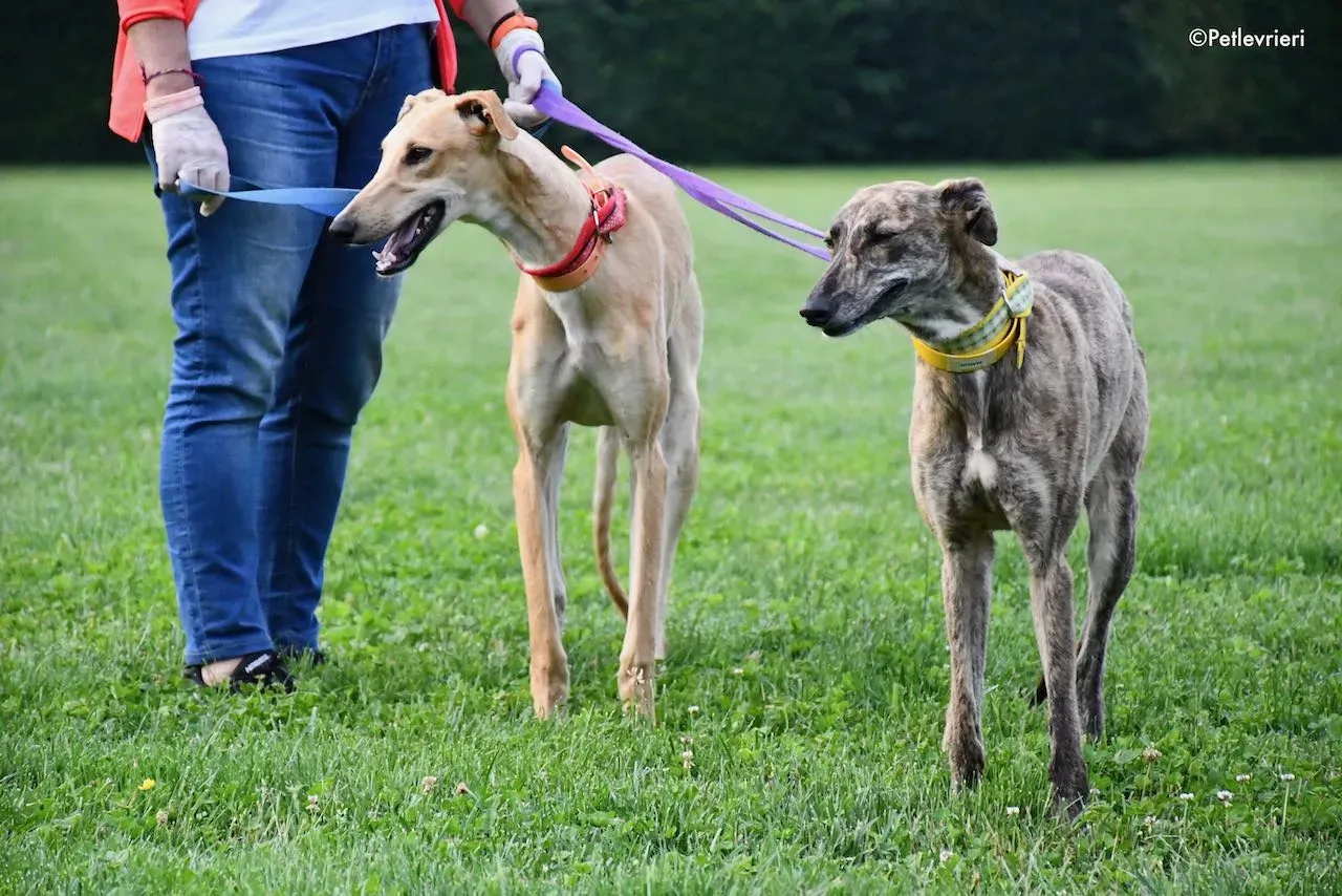adoption day galgo 23 maggio 2020 62