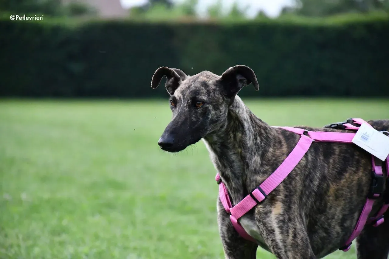 adoption day galgo 23 maggio 2020 63