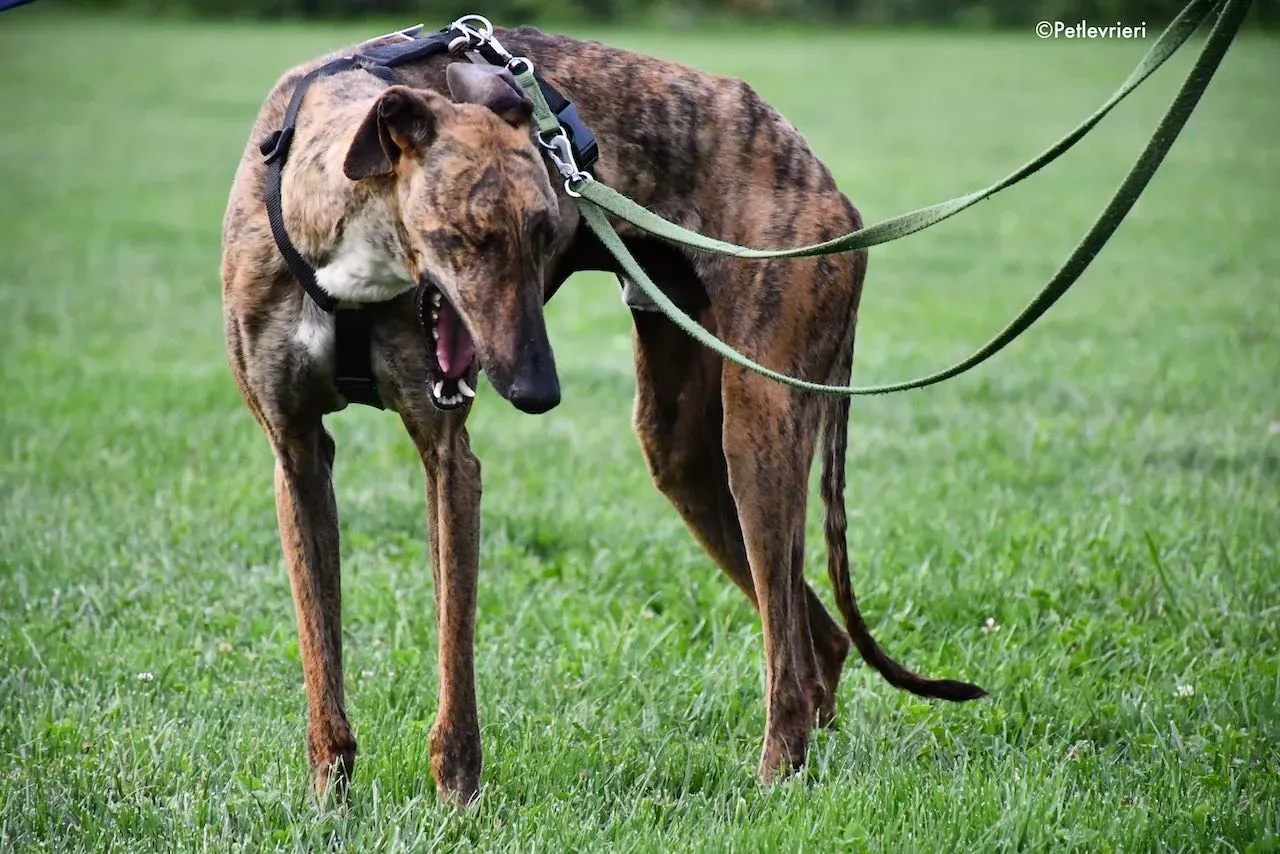 adoption day galgo 23 maggio 2020 64