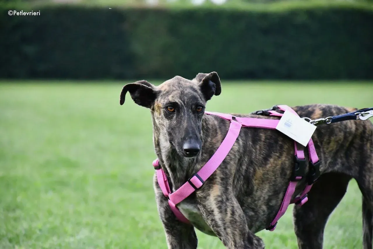 adoption day galgo 23 maggio 2020 65