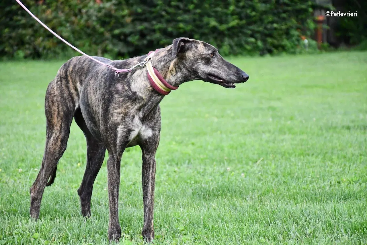 adoption day galgo 23 maggio 2020 66