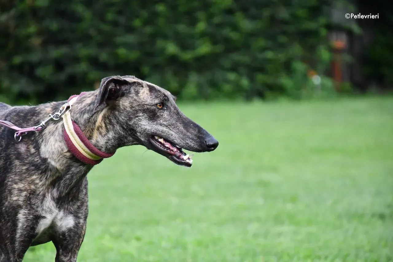 adoption day galgo 23 maggio 2020 67