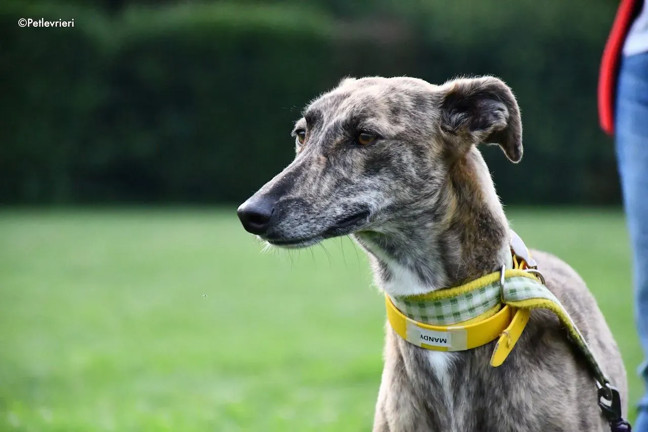 adoption day galgo 23 maggio 2020 68