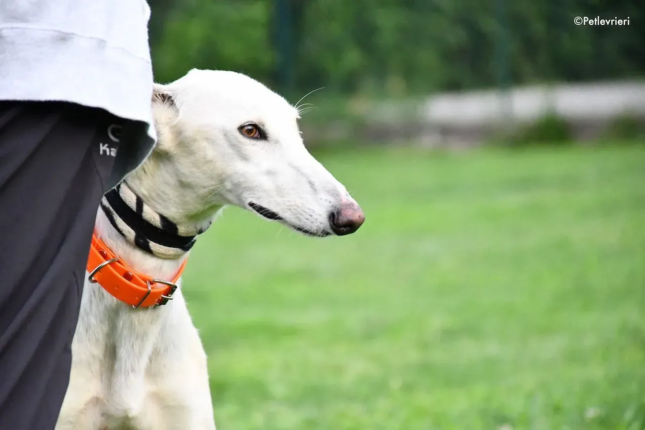adoption day galgo 23 maggio 2020 69