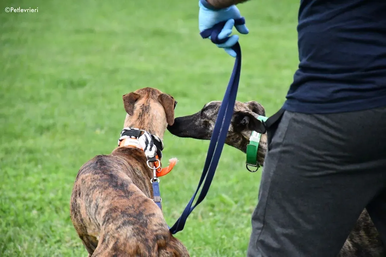 adoption day galgo 23 maggio 2020 7
