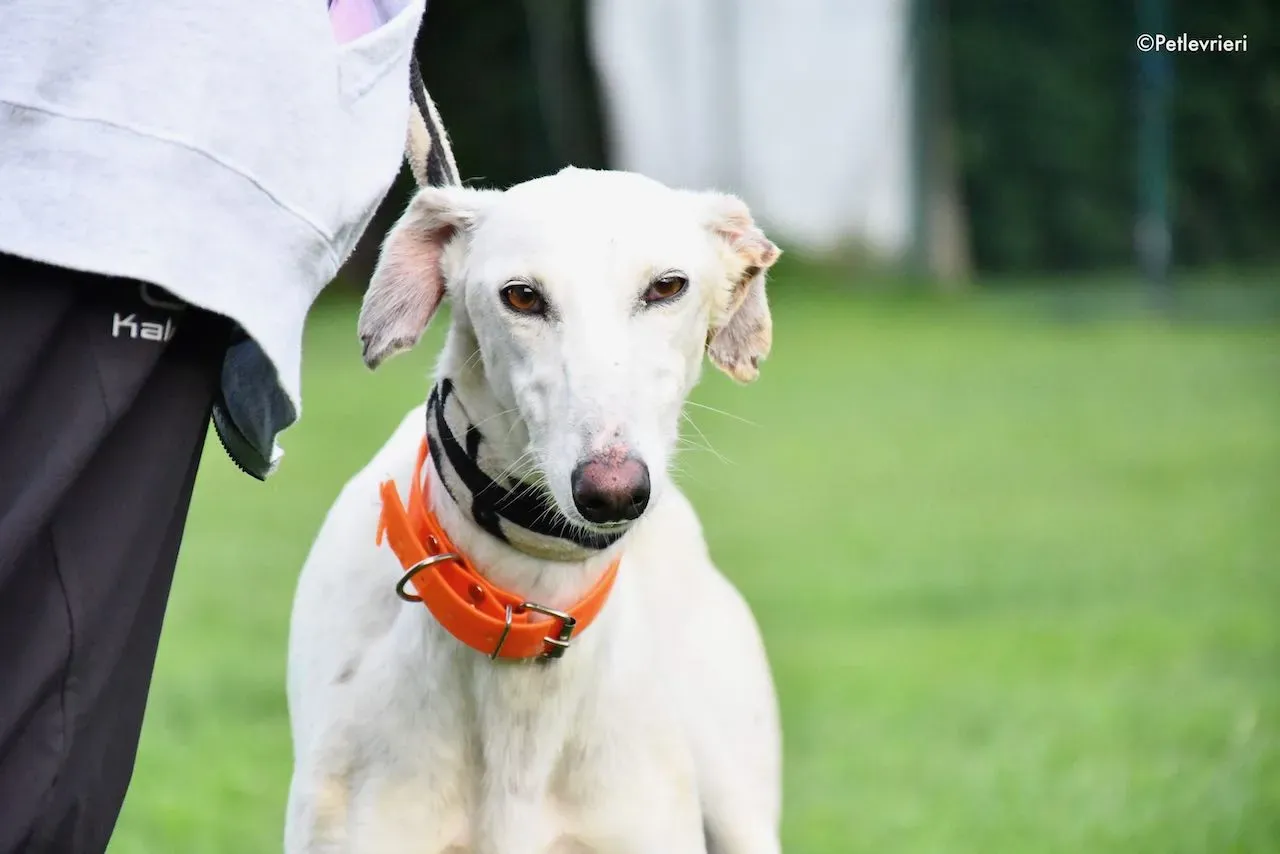 adoption day galgo 23 maggio 2020 70