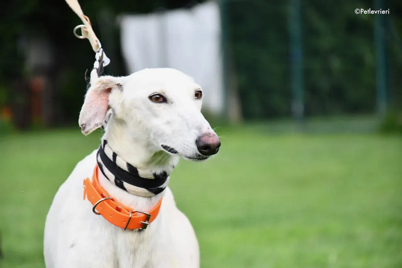 adoption day galgo 23 maggio 2020 71