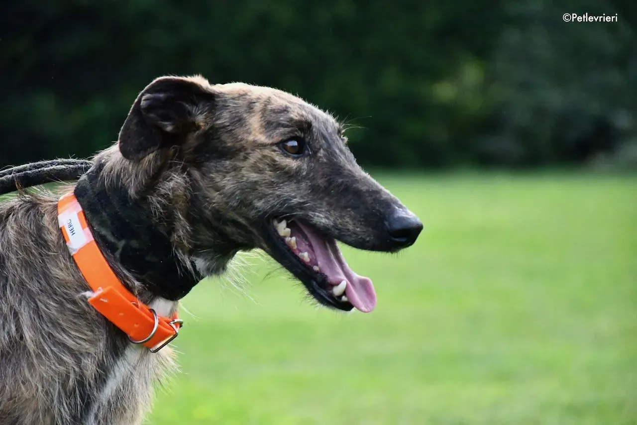 adoption day galgo 23 maggio 2020 72