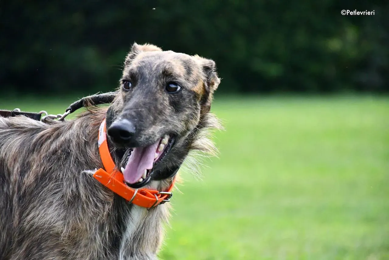 adoption day galgo 23 maggio 2020 73