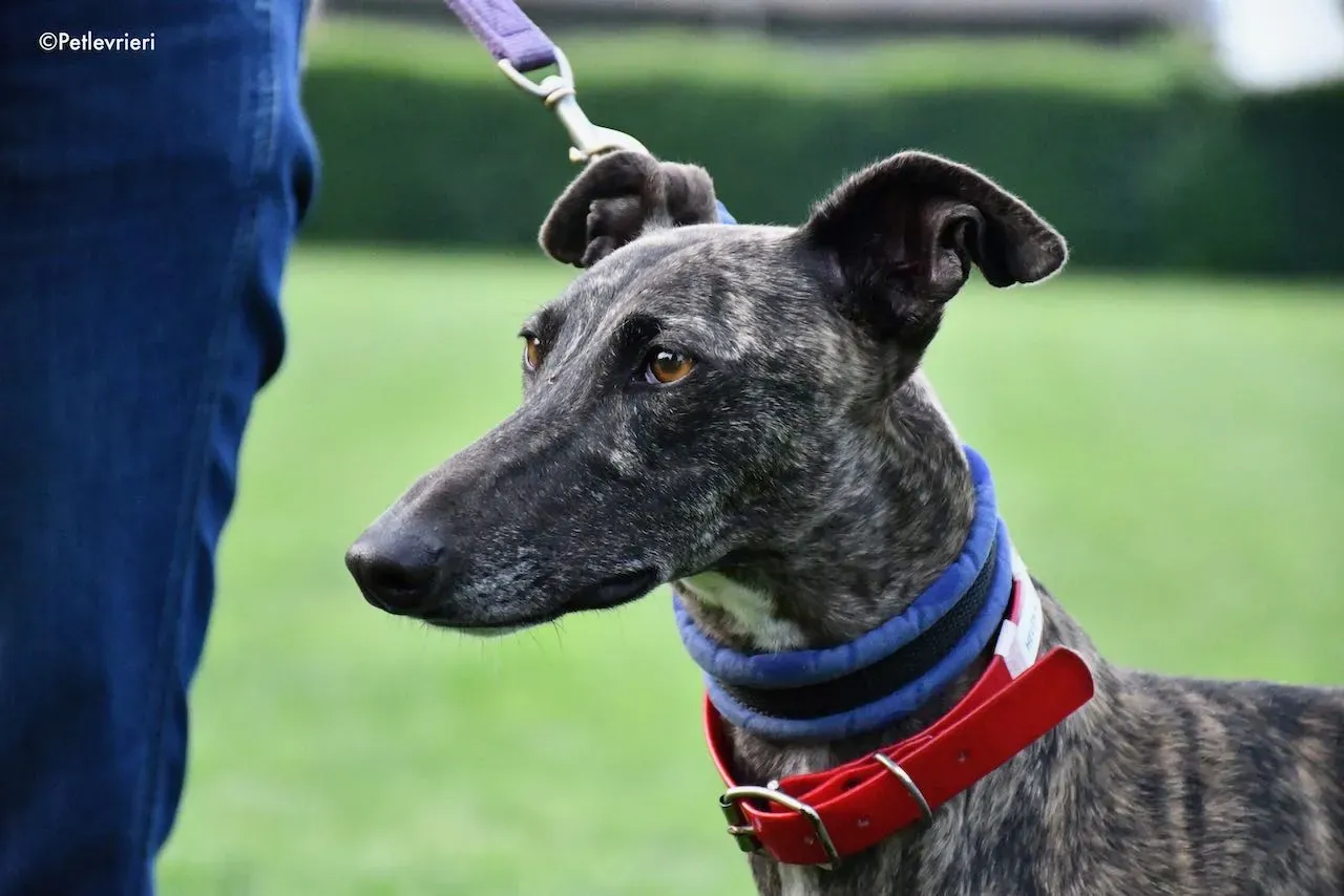 adoption day galgo 23 maggio 2020 74