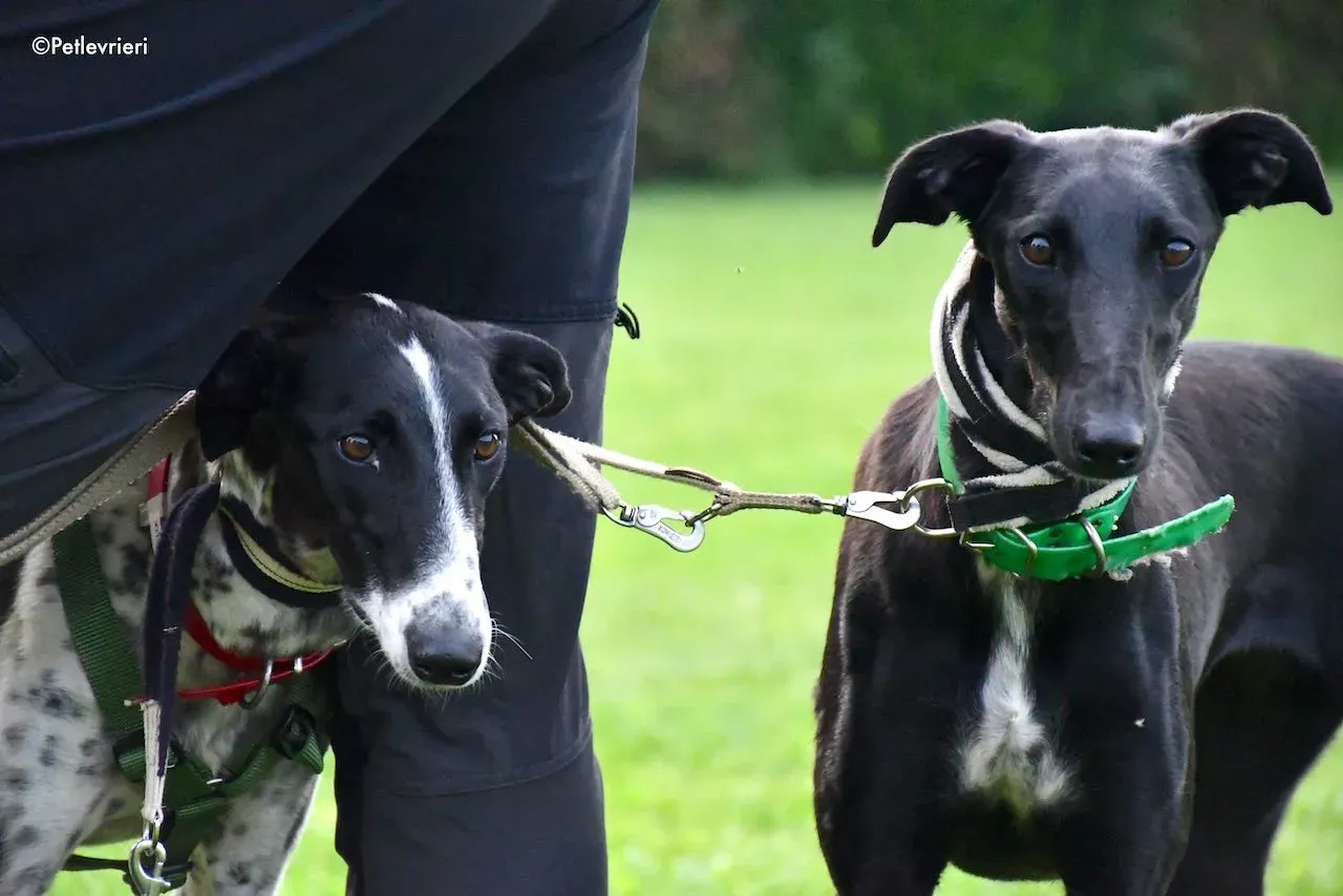 adoption day galgo 23 maggio 2020 75