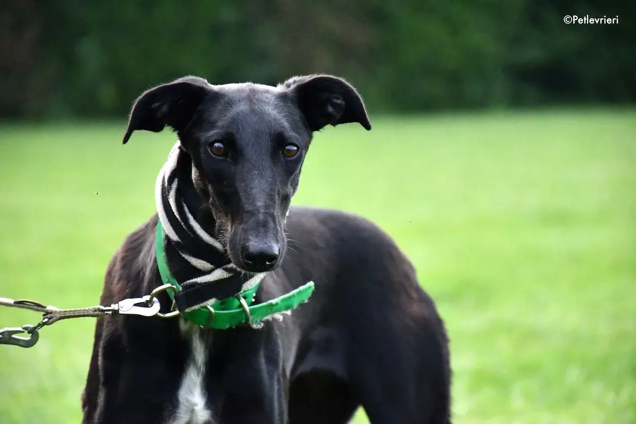 adoption day galgo 23 maggio 2020 76