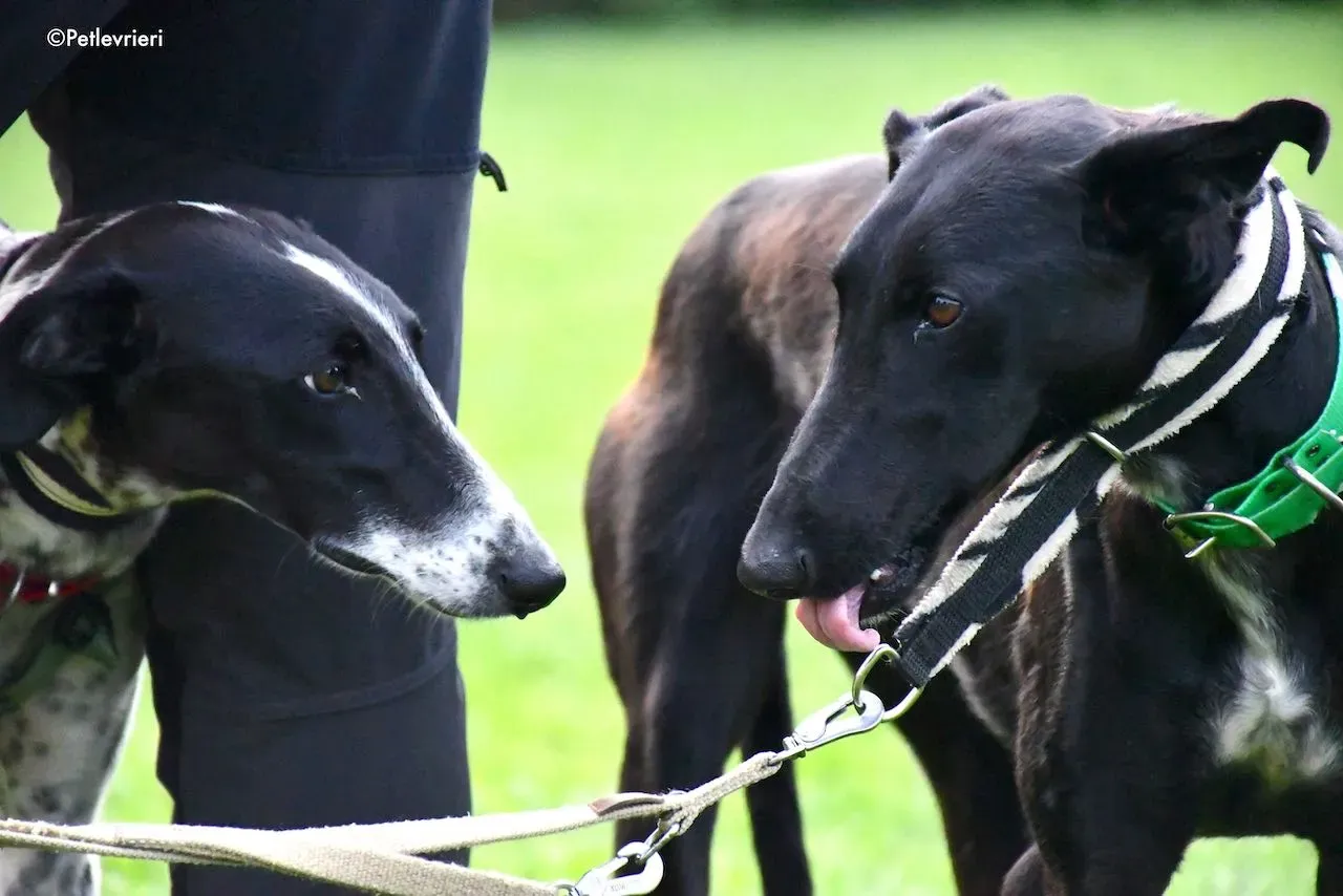 adoption day galgo 23 maggio 2020 77