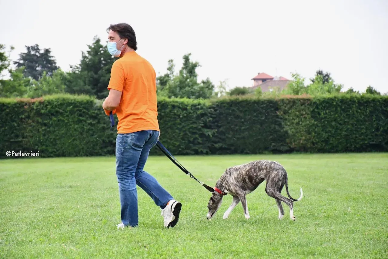 adoption day galgo 23 maggio 2020 8