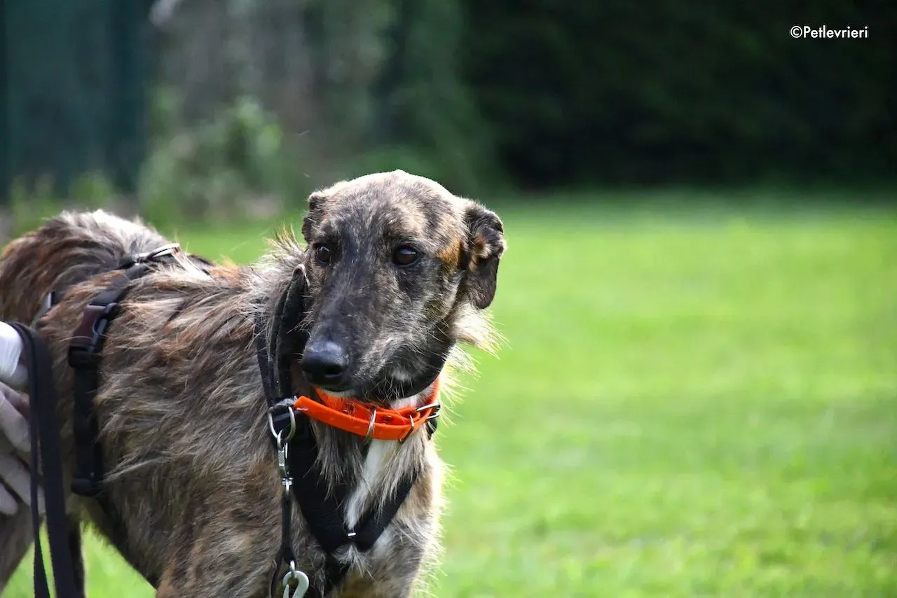 adoption day galgo 23 maggio 2020 80