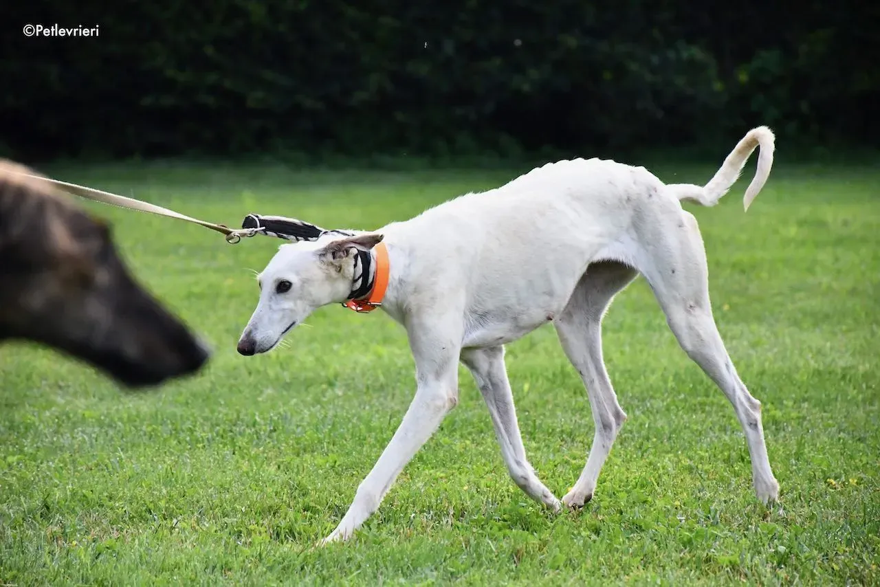 adoption day galgo 23 maggio 2020 81
