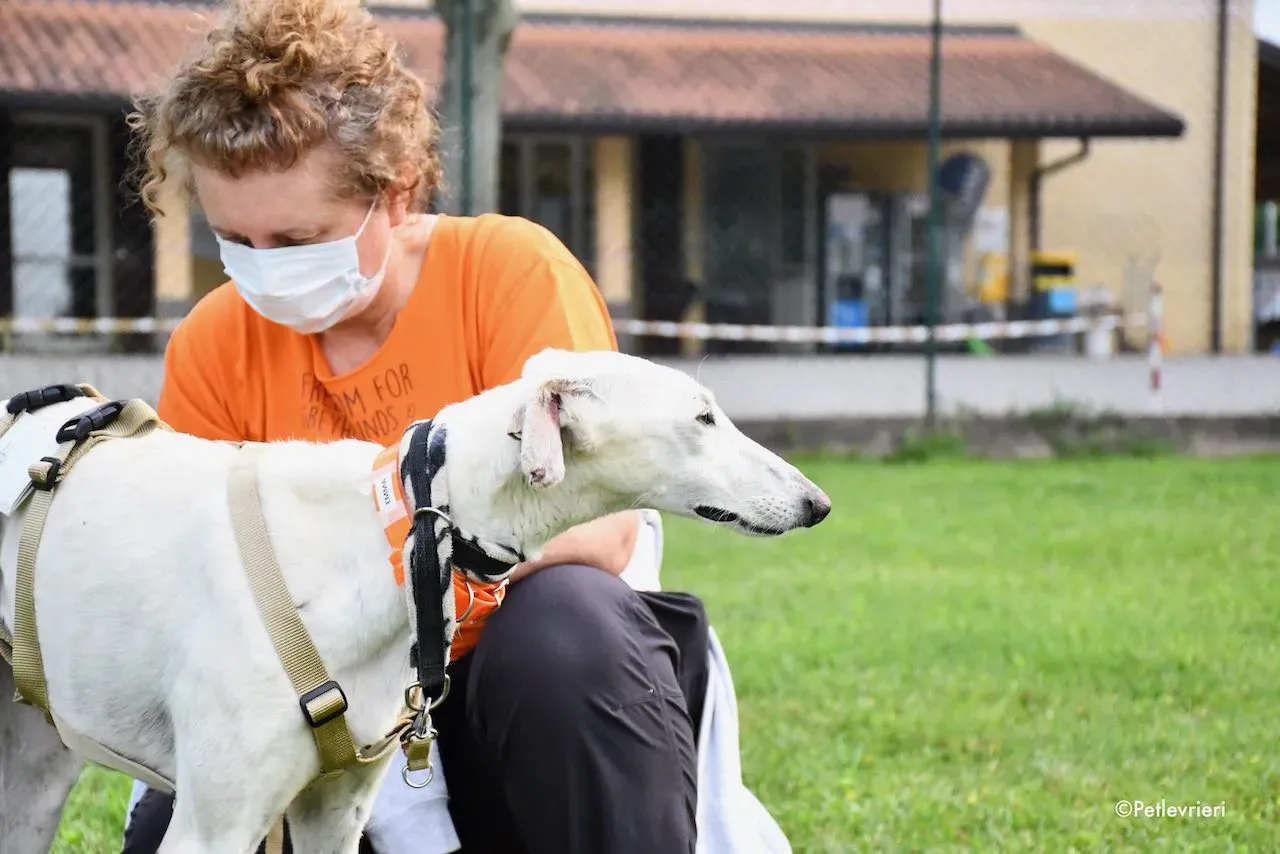adoption day galgo 23 maggio 2020 82